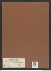 Triceratium foveatum Grev. (de-Toni-Nr.: Genus 140, Species 3807) Zeichnungen Sammlung Grunow Mappe 03880 (Herbarium_W_Grunow_drawings_Folder_03880)